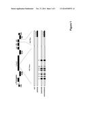 MODIFIED ADENOVIRAL VECTORS AND METHODS OF TREATMENT USING SAME diagram and image