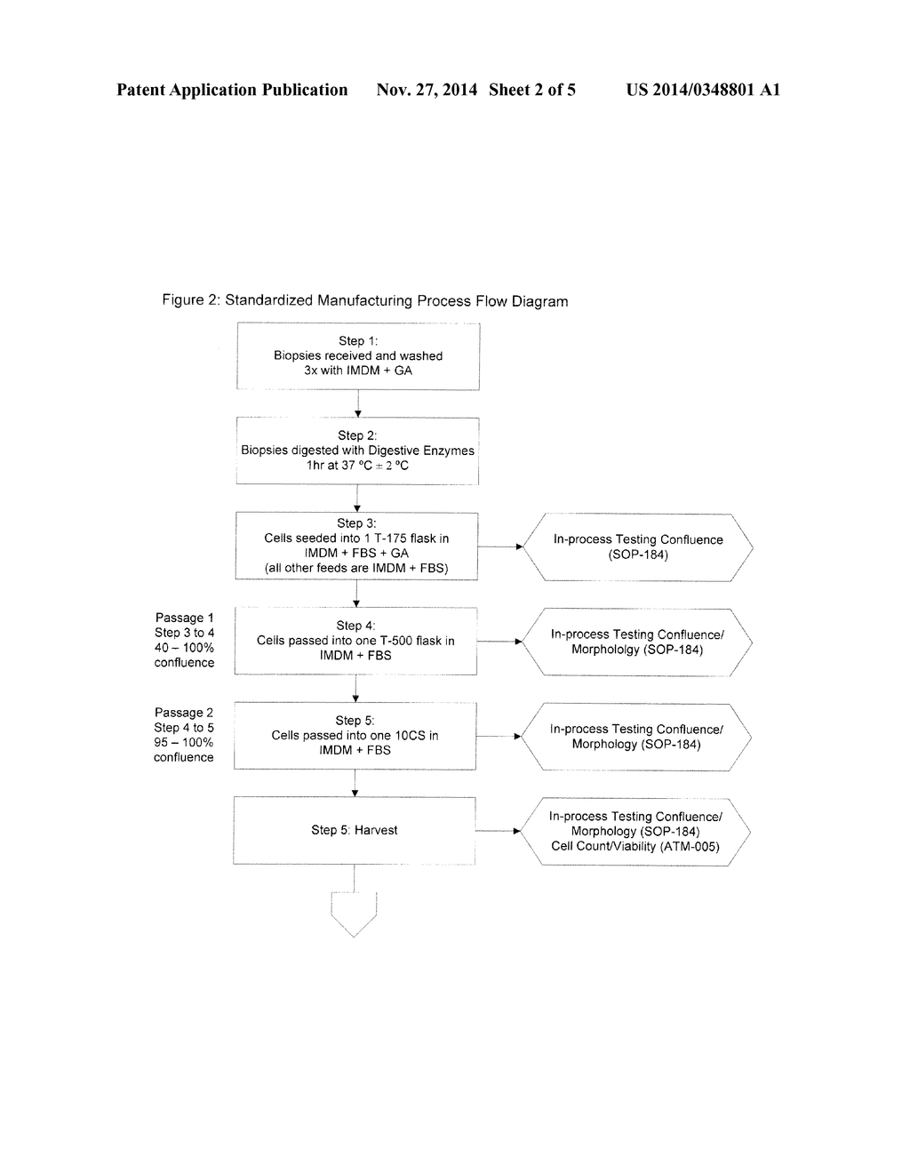 Treatment of Vocal Cords With Autologous Dermal Fibroblast Formulation - diagram, schematic, and image 03