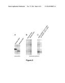 Methods and Compositions to Treat and Detect Misfolded-SOD1 Mediated     DIseases diagram and image