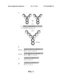 ANTI-DLL4/VEGF DUAL VARIABLE DOMAIN IMMUNOGLOBULIN AND USES THEREOF diagram and image