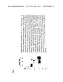 CMV ANTIGENS AND USES THEREOF diagram and image