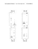 COMPOSITIONS COMPRISING PNEUMOCOCCAL ANTIGENS diagram and image