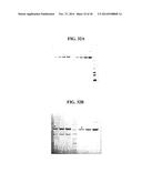 COMPOSITIONS COMPRISING PNEUMOCOCCAL ANTIGENS diagram and image