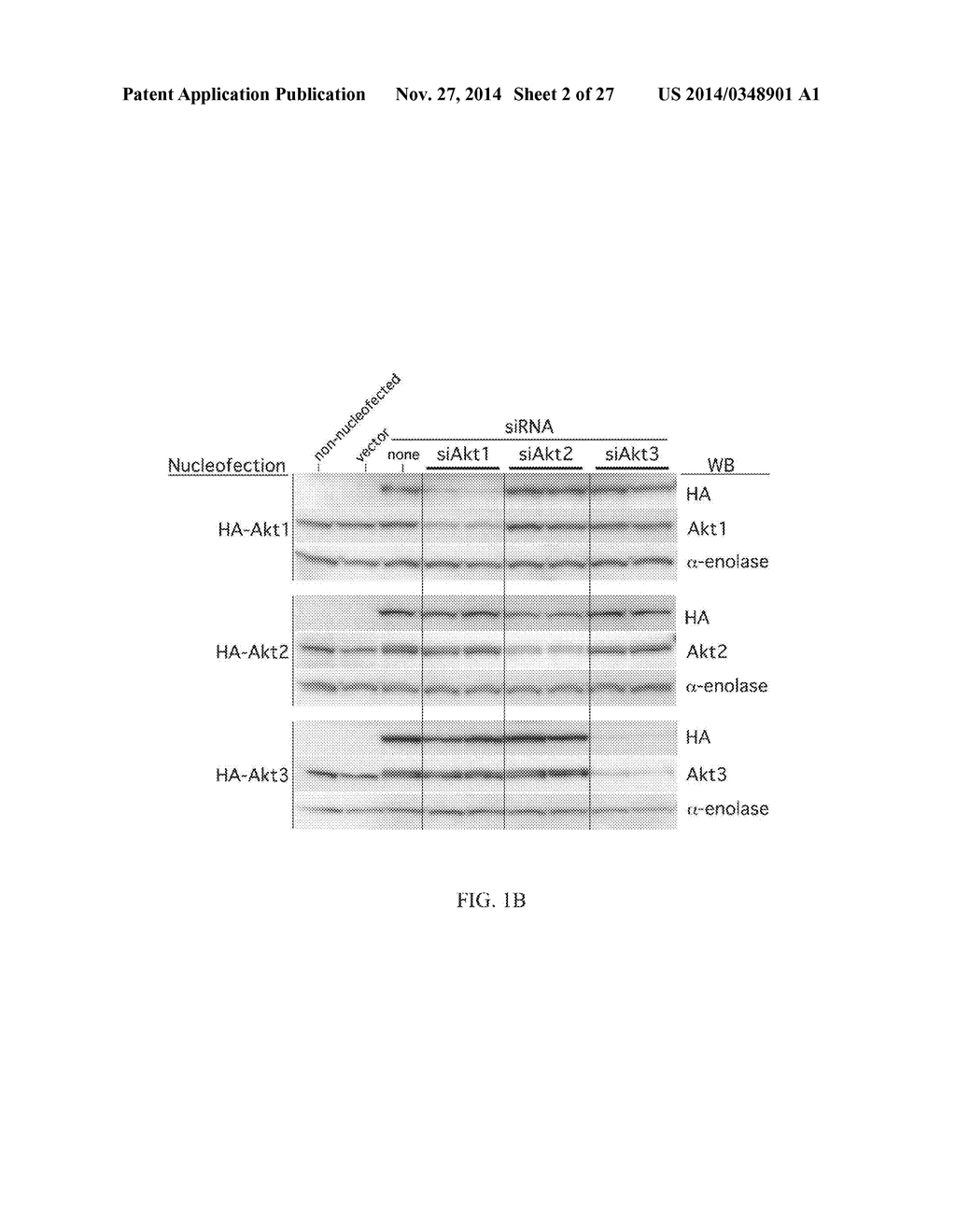 COMBINATORIAL METHODS AND COMPOSITIONS FOR TREATMENT OF MELANOMA - diagram, schematic, and image 03