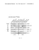 COMBINATORIAL METHODS AND COMPOSITIONS FOR TREATMENT OF MELANOMA diagram and image