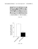 COMBINATORIAL METHODS AND COMPOSITIONS FOR TREATMENT OF MELANOMA diagram and image