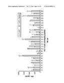 TCL1 PEPTIDES FOR IMMUNOTHERAPY diagram and image