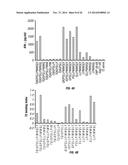 TCL1 PEPTIDES FOR IMMUNOTHERAPY diagram and image