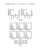 TCL1 PEPTIDES FOR IMMUNOTHERAPY diagram and image