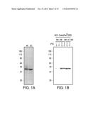 COMPOSITIONS AND METHODS FOR PURIFYING BAX diagram and image