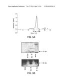 COMPOSITIONS AND METHODS FOR PURIFYING BAX diagram and image