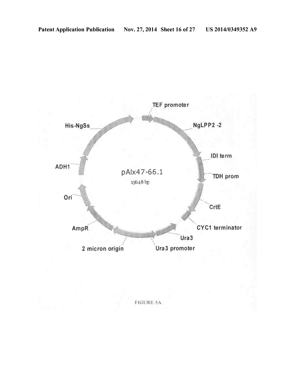 Sclareol and labdenediol diphosphate synthase polypeptides, encoding     nucleic acid molecules and uses thereof - diagram, schematic, and image 17