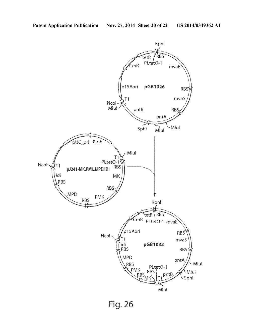 MICROORGANISMS AND PROCESSES FOR THE PRODUCTION OF ISOPRENE - diagram, schematic, and image 21