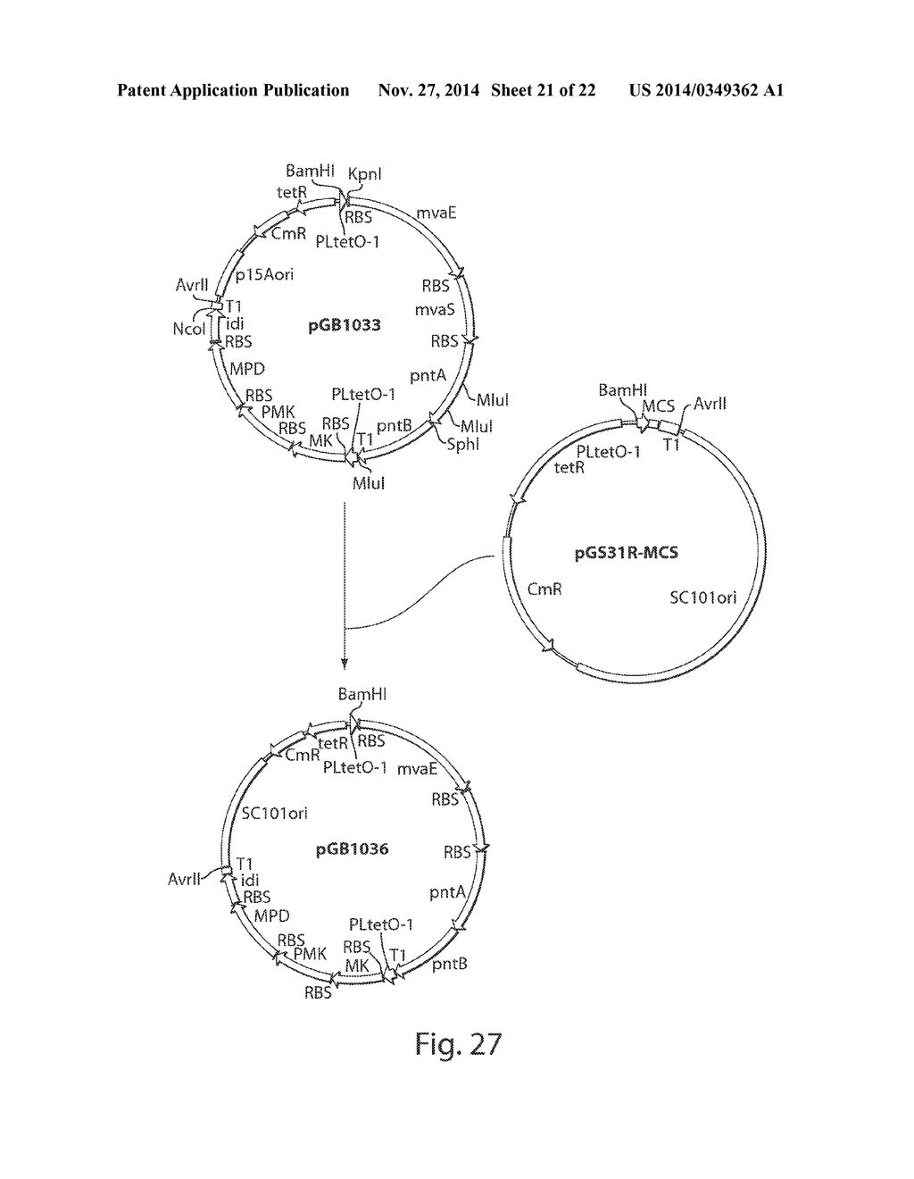 MICROORGANISMS AND PROCESSES FOR THE PRODUCTION OF ISOPRENE - diagram, schematic, and image 22