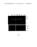 BACULOVIRUS SYSTEM FOR THE EXPRESSION OF A GENE THERAPY VECTOR diagram and image