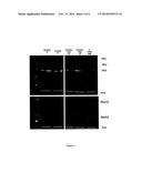 BACULOVIRUS SYSTEM FOR THE EXPRESSION OF A GENE THERAPY VECTOR diagram and image