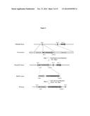 ENDOTHELIAL CELL PRODUCTION BY PROGRAMMING diagram and image