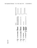 RNA-DIRECTED DNA CLEAVAGE AND GENE EDITING BY CAS9 ENZYME FROM NEISSERIA     MENINGITIDIS diagram and image