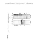 RNA-DIRECTED DNA CLEAVAGE AND GENE EDITING BY CAS9 ENZYME FROM NEISSERIA     MENINGITIDIS diagram and image