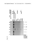 RNA-DIRECTED DNA CLEAVAGE AND GENE EDITING BY CAS9 ENZYME FROM NEISSERIA     MENINGITIDIS diagram and image