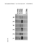 RNA-DIRECTED DNA CLEAVAGE AND GENE EDITING BY CAS9 ENZYME FROM NEISSERIA     MENINGITIDIS diagram and image