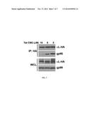 CHAPERONE-BASED INTEGRIN INHIBITORS FOR THE TREATMENT OF CANCER AND     INFLAMMATORY DISEASES diagram and image