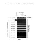 INHIBITION OF VIRAL GENE EXPRESSION diagram and image