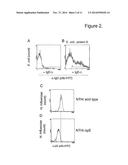 NOVEL SURFACE EXPOSED HAEMOPHILUS INFLUENZAE PROTEIN (PROTEIN; pE) diagram and image