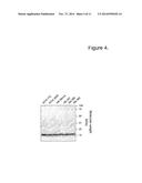 NOVEL SURFACE EXPOSED HAEMOPHILUS INFLUENZAE PROTEIN (PROTEIN; pE) diagram and image