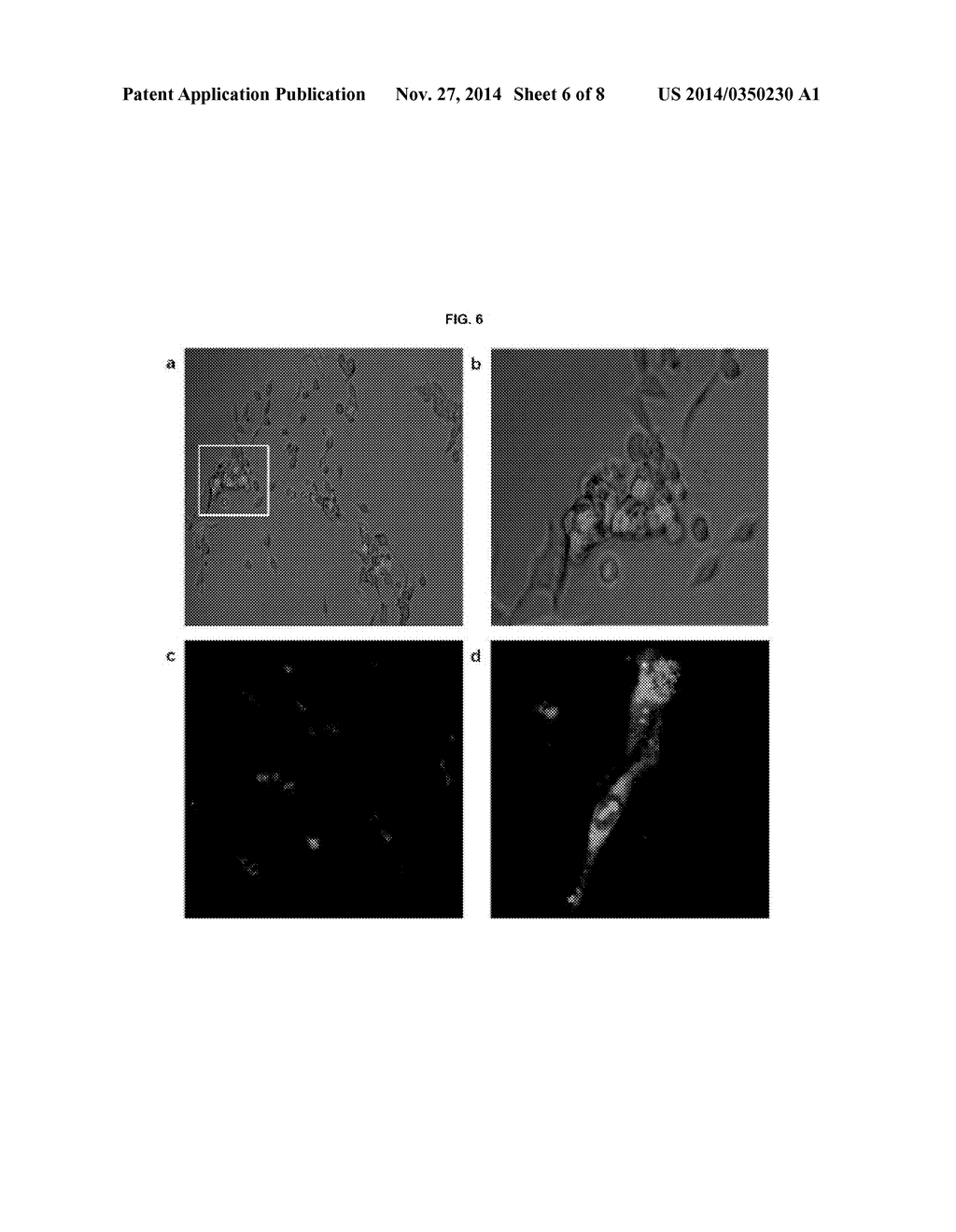 MULTI-FUNCTIONAL NUCLEIC ACID-BASED ANTI-CANCER DRUG CAPABLE OF TARGETING     AND THERAPY, METHOD FOR PREPARING SAME AND ANTI-CANCER COMPOSITION     COMPRISING SAME - diagram, schematic, and image 07