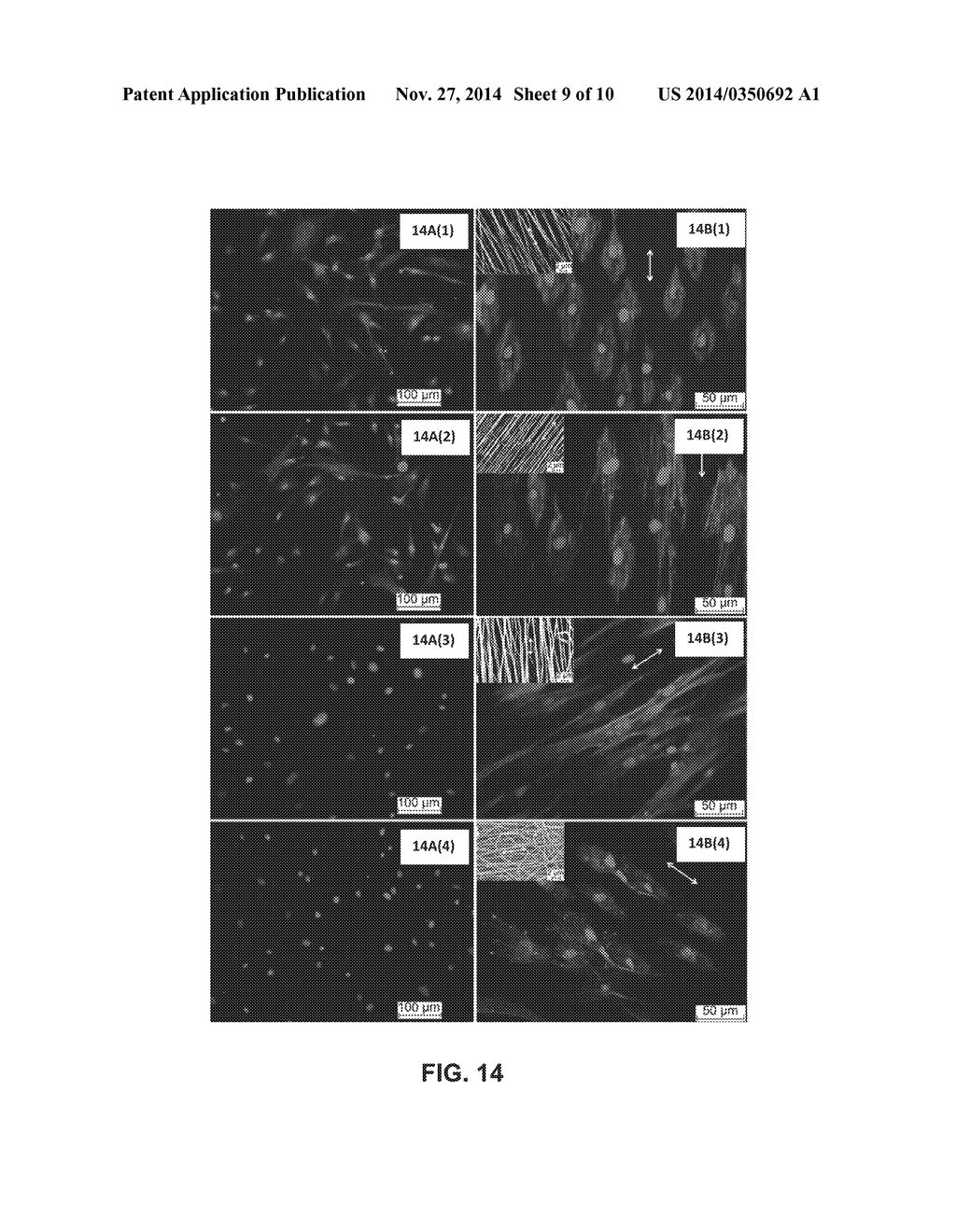 Biomineralization Promoting Materials and Methods of Forming Same - diagram, schematic, and image 10