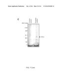 COMPOSITIONS AND METHODS RELATED TO TISSUE TARGETING diagram and image