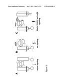 Polypeptides Targeting Vascular Endothelial Growth Factor Receptor-2 and     Alpha V Beta 3 Integrin diagram and image