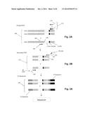 SEQUENCE-BASED MEASURES OF IMMUNE RESPONSE diagram and image