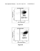 Anti-B7-H4 Antibodies and Their Uses diagram and image