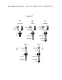 METHODS OF PURIFYING HETERODIMERIC PROTEINS USING IMMUNOGLOBULIN CLASS     SWITCHING diagram and image