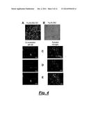 COMPOSITIONS FOR BINDING TO AMYLOID PROTEINS diagram and image