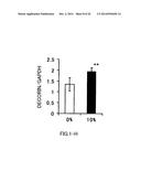 AGENT FOR ACTIVATING SIRTUIN GENE CONTAINING EGG SHELL MEMBRANE INGREDIENT     AND COMPOSITION USING THE SAME diagram and image