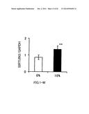 AGENT FOR ACTIVATING SIRTUIN GENE CONTAINING EGG SHELL MEMBRANE INGREDIENT     AND COMPOSITION USING THE SAME diagram and image