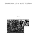 CATHODE ACTIVE MATERIAL WITH WHOLE PARTICLE CONCENTRATION GRADIENT FOR     LITHIUM SECONDARY BATTERY, METHOD FOR PREPARING THE SAME, AND LITHIUM     SECONDARY BATTERY HAVING THE SAME diagram and image