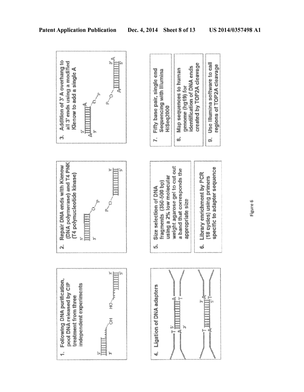 Compositions and Methods for the Detection of DNA Cleavage Complexes - diagram, schematic, and image 09