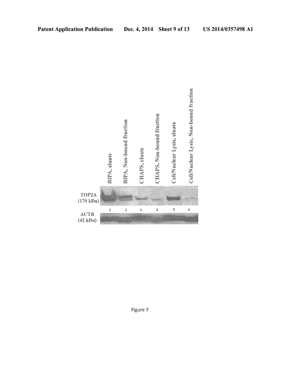 Compositions and Methods for the Detection of DNA Cleavage Complexes - diagram, schematic, and image 10