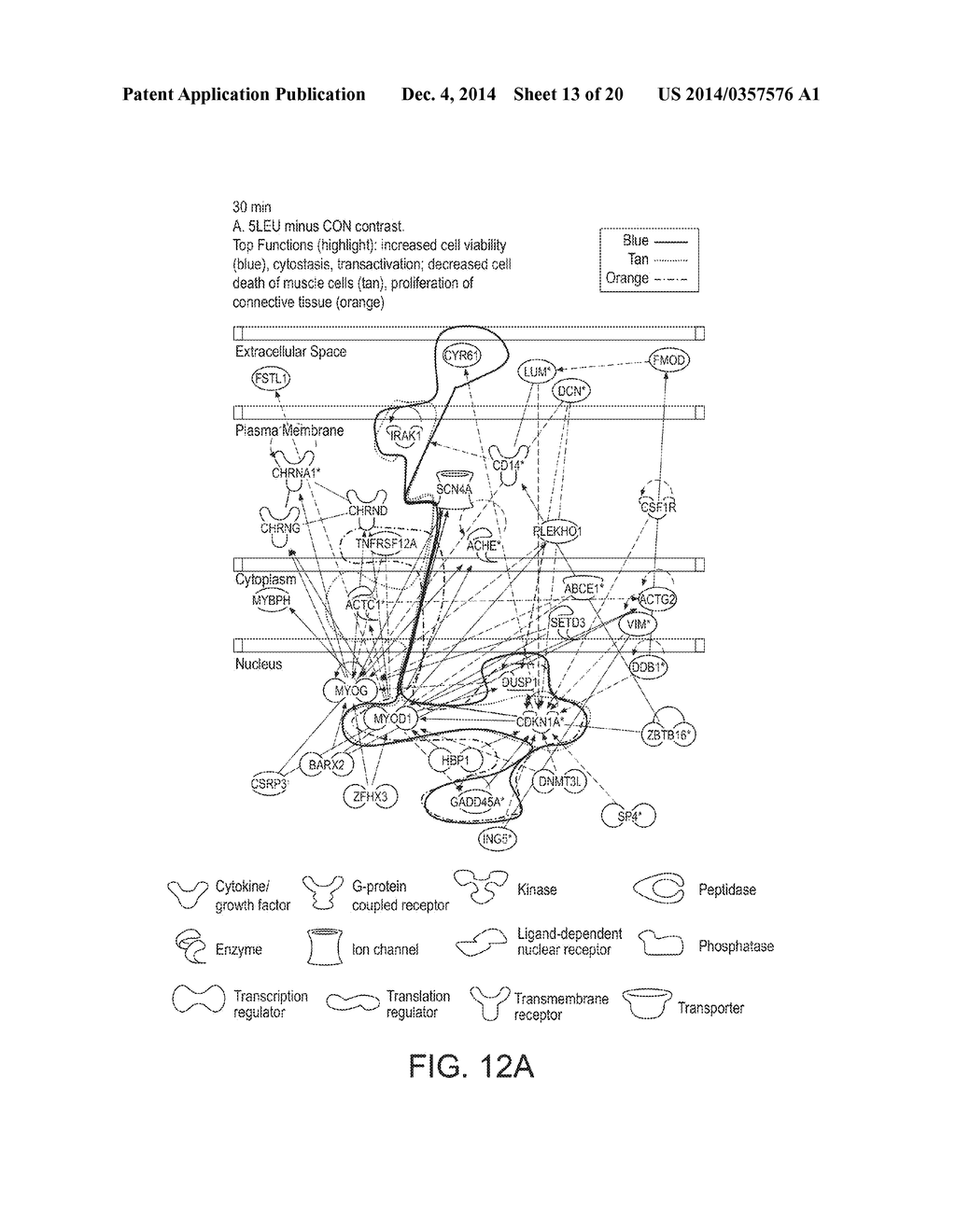 METHODS FOR ENHANCEMENT OF MUSCLE PROTEIN SYNTHESIS - diagram, schematic, and image 14