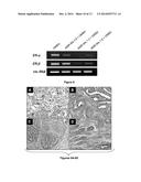 Amooranin Compounds and Analogs Thereof and Related Methods of Use diagram and image