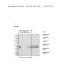 INFLUENZA VIRUS VACCINES AND USES THEREOF diagram and image