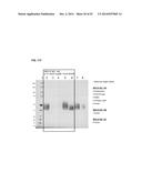 INFLUENZA VIRUS VACCINES AND USES THEREOF diagram and image