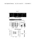 Systems, Methods and Compositions for Optical Stimulation of Target Cells diagram and image