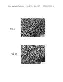 DRUG COATING LAYER diagram and image