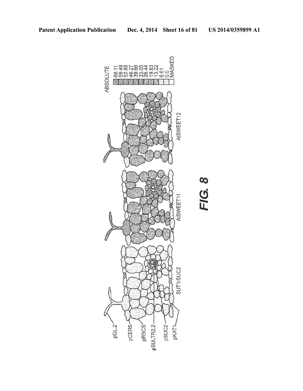 Sucrose Transporters and Methods of Generating Pathogen-Resistant Plants - diagram, schematic, and image 17