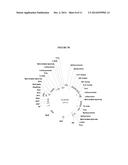 EXPRESSION OF SECRETORY IgA ANTIBODIES IN DUCKWEED diagram and image